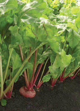 Chioggia Beet – 100 Seeds