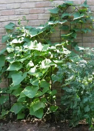 Straight 8 Cucumber – 30 Seeds