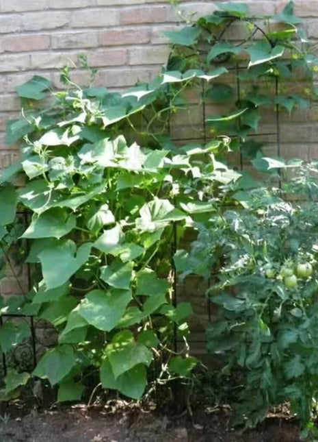 Straight 8 Cucumber – 30 Seeds