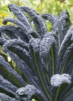 Black Magic Kale – 250 Seeds
