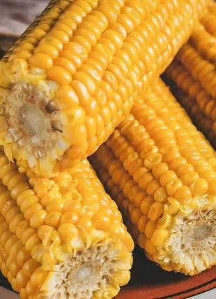 Bodacious Corn – 30 Seeds