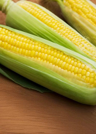 Bantam 12 Row Corn – 30 Seeds