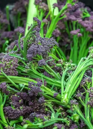 Purple Sprouting Broccoli – 100 Seeds