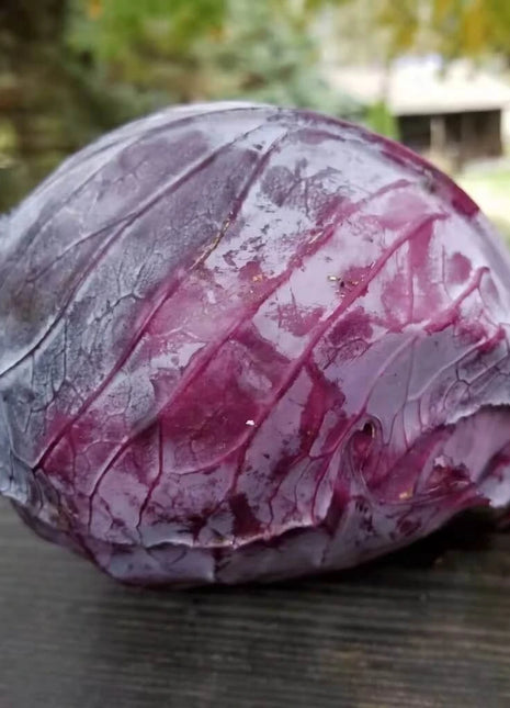 Mammoth Red Rock Cabbage – 100 Seeds