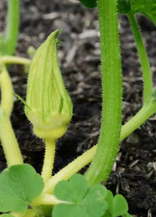 Turks Turban Gourd – 10 Seeds