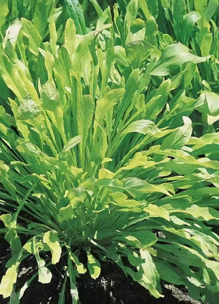 Mibuna Chinese Cabbage – 100 Seeds