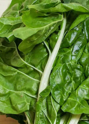 Fordhook Giant Swiss Chard – 100 Seeds