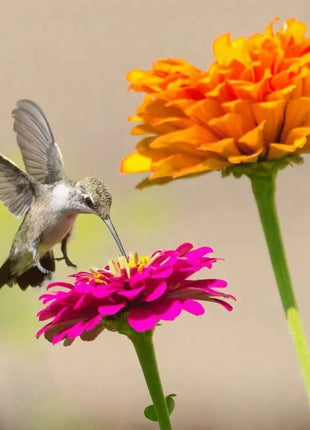 California Giants Zinnia – 100 Seeds