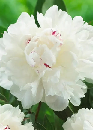 Peony Seeds (Autumn Saw)