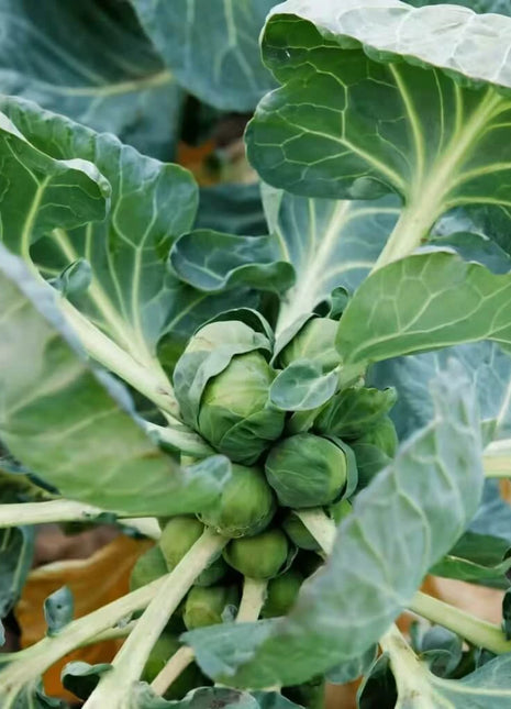 Long Island Improved Brussels Sprouts – 250 Seeds