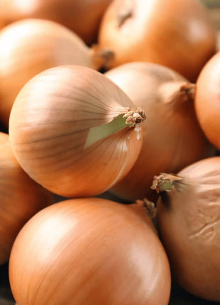Texas Grano Early Onion – 200 Seeds