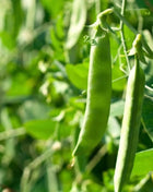 Green Arrow Peas – 25 Seeds