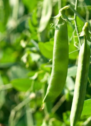 Green Arrow Peas – 25 Seeds