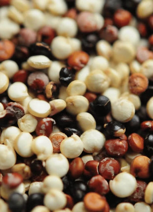 Brightest Brilliant Rainbow Quinoa – 250 Seeds