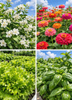 Jasmine + Zinnia + Lettuce + Basil — 10000+ Seeds