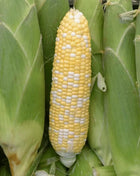 Peaches & Cream Corn – 30 Seeds