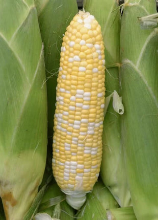 Peaches & Cream Corn – 30 Seeds
