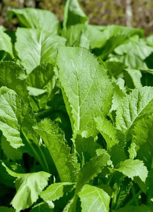 Florida Broadleaf Mustard – 250 Seeds
