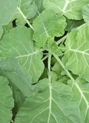 Premier Kale – 250 Seeds
