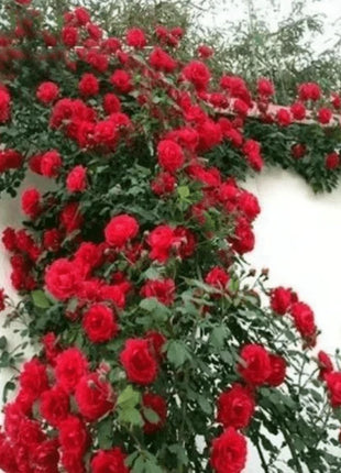 🌹Climbing Vine Rose Flower Seeds🌹
