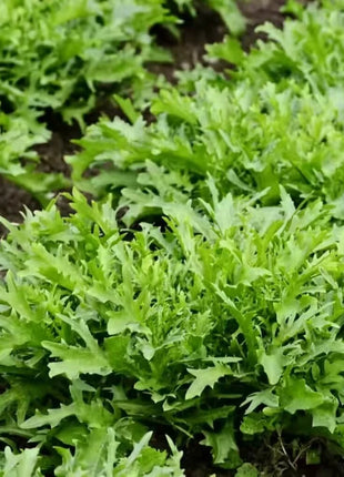 Green Curled Ruffec Endive – 200 Seeds