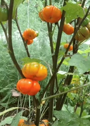 Pumpkin On A Stick Eggplant – 15 Seeds