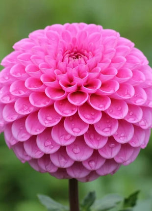 Pompon Dahlia Mix – 25 Seeds