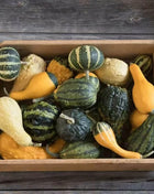 Small Gourd Mix – 20 Seeds