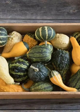 Small Gourd Mix – 20 Seeds