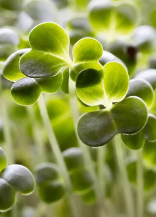 Calabrese Green Broccoli – 100 Seeds