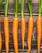 Imperator 58 Carrot – 250 Seeds