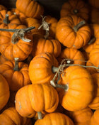 Jack Be Little Pumpkin – 25 Seeds