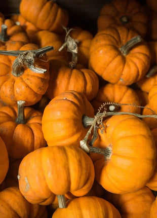 Jack Be Little Pumpkin – 25 Seeds