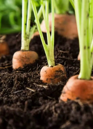 Tendersweet Carrot – 250 Seeds
