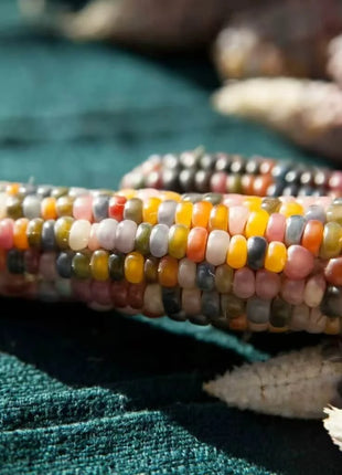 Glass Gems Corn – 30 Seeds
