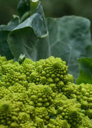 Romanesco Broccoli – 100 Seeds