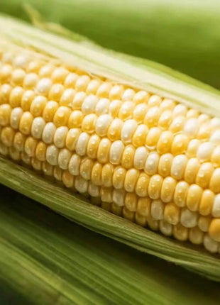 Peaches & Cream Corn – 30 Seeds