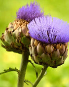 Cardoon – 25 Seeds