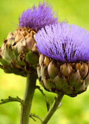 Cardoon – 25 Seeds