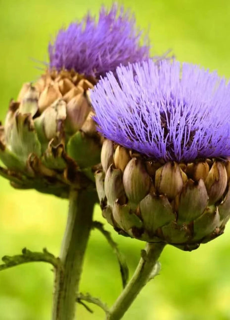 Cardoon – 25 Seeds