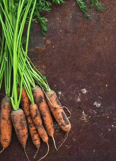 Little Finger Carrot – 250 Seeds