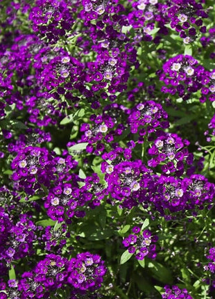 Oriental Nights Alyssum – 100 Seeds