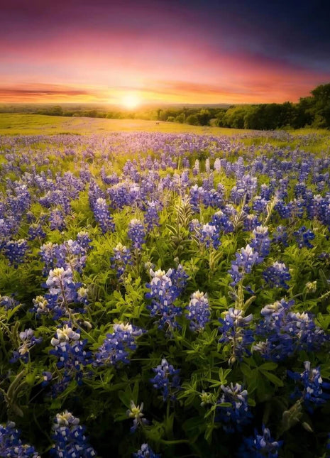 Texas Bluebonnet Lupine – 50 Seeds
