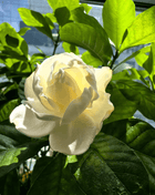 Gardenia Seeds