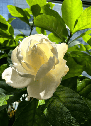 Gardenia Seeds
