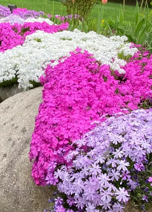 💐Creeping Phlox Seeds✨Vibrant Tapestry of Color