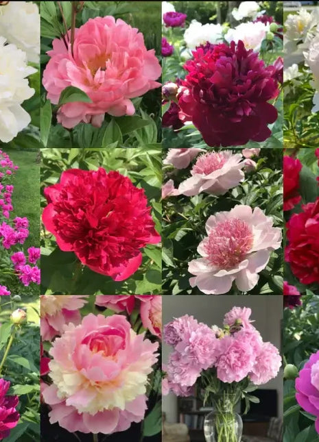 Peony Seeds (Autumn Saw)