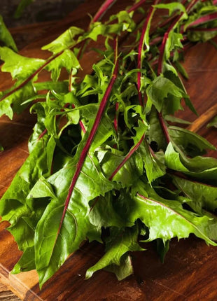 Red Italiko Chicory (Dandelion) – 50 Seeds