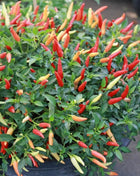 Birds Eye Chili Pepper – 30 Seeds