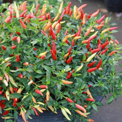 Collection image for: Peppers